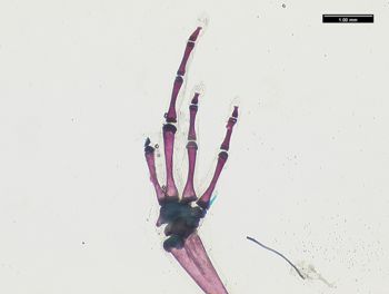 Media type: image;   Herpetology A-136938